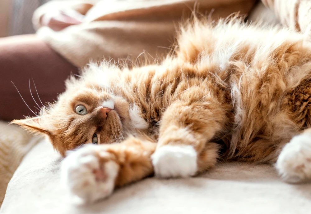 interactive pet camera for cats