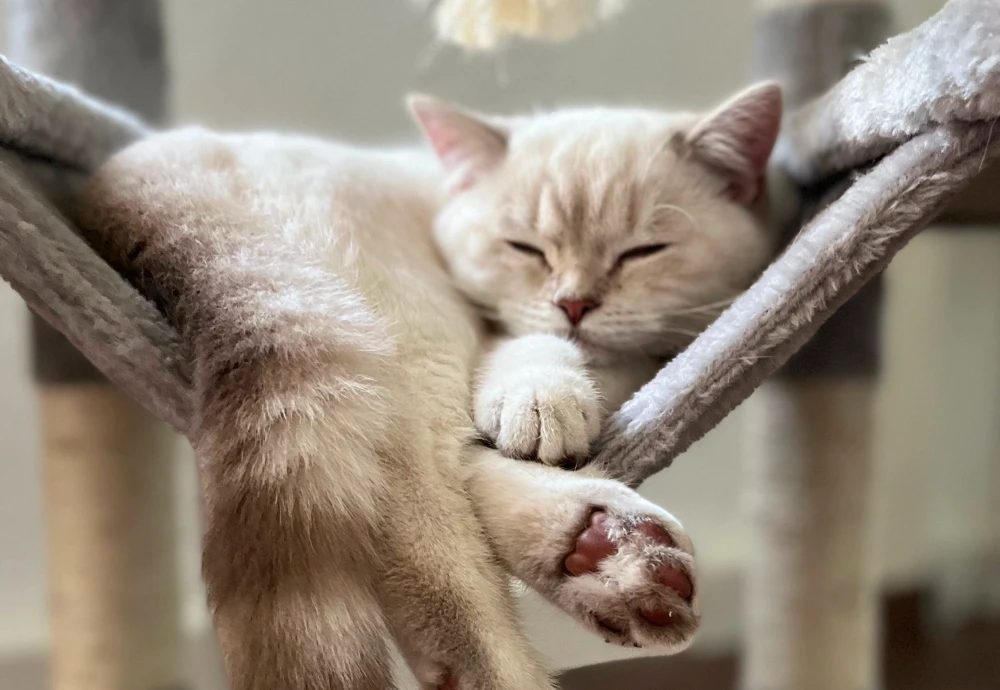 interactive pet camera for cats